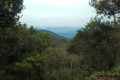 Gunung Bunga Buah - at Rock Garden (Dan Quinn, August 2024)