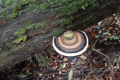 Gunung Bunga Buah - attractive fungus (Dan Quinn, August 2024)