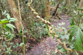 Gunung Bunga Buah - liana vines (Dan Quinn, August 2024)