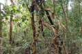 Gunung Bunga Buah - liana vines (Dan Quinn, August 2024)