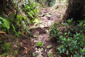 Gunung Bunga Buah - nearing the summit (Dan Quinn, August 2024)