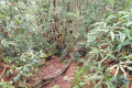 Gunung Bunga Buah - nearing the summit (Dan Quinn, August 2024)