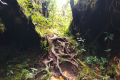 Gunung Bunga Buah - nearing the summit (Dan Quinn, August 2024)