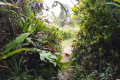 Gunung Bunga Buah - grassy area just before the summit (Dan Quinn, August 2024)