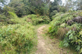 Gunung Bunga Buah - grassy area just before the summit (Dan Quinn, August 2024)