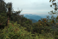 Gunung Bunga Buah - view from grassy area just before the summit (Dan Quinn, August 2024)