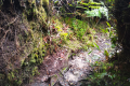 Gunung Bunga Buah - between the grassy area and the summit (Dan Quinn, August 2024)
