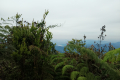 Gunung Bunga Buah - view from the summit (Dan Quinn, August 2024)