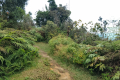 Gunung Bunga Buah - grassy area near the summit (Dan Quinn, August 2024)