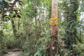 Gunung Bunga Buah - descending (Dan Quinn, August 2024)