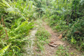 Gunung Bunga Buah - back on the old Genting road (Dan Quinn, August 2024)