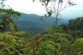 Gunung Bunga Buah - view from the old Genting road (Dan Quinn, August 2024)