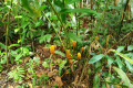 Gunung Bunga Buah - wild ginger on the old Genting road (Dan Quinn, August 2024)