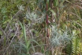 DSCN8111