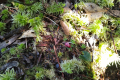 Gunung Besar Hantu -tiny orchid on the summit ridge (Dan Quinn, August 2024)