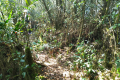 Gunung Besar Hantu -on the summit ridge (Dan Quinn, August 2024)