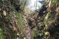 Gunung Besar Hantu -on the summit ridge (Dan Quinn, August 2024)