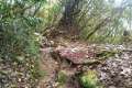 Gunung Besar Hantu -on the summit ridge (Dan Quinn, August 2024)
