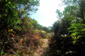 Gunung Besar Hantu - approaching the summit (Dan Quinn, August 2024)