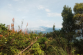 Gunung Besar Hantu - view from the summit (Dan Quinn, August 2024)