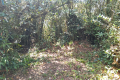 Gunung Besar Hantu - camp area near the summit (Dan Quinn, August 2024)