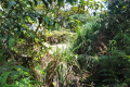 Gunung Besar Hantu - camp area near the summit (Dan Quinn, August 2024)