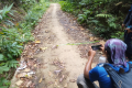 Gunung Besar Hantu - a snake on the old logging road (Dan Quinn, August 2024)