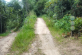 Gunung Besar Hantu - trail junction on the old logging road (Dan Quinn, August 2024)