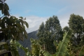 Gunung Irau - minor viewpoint near Brinchang summit compound (Dan Quinn, January 2019)