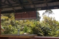 Gunung Irau - near Brinchang summit compound (Dan Quinn, January 2019)