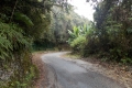Gunung Irau - on the road back down from the Mossy Forest carpark via the tea plantation (Dan Quinn, January 2019)