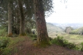 Gunung Irau - on the road back down from the Mossy Forest carpark via the tea plantation (Dan Quinn, January 2019)
