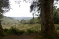 Gunung Irau - on the road back down from the Mossy Forest carpark via the tea plantation (Dan Quinn, January 2019)