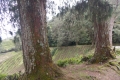 Gunung Irau - on the road back down from the Mossy Forest carpark via the tea plantation (Dan Quinn, January 2019)