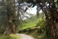 Gunung Irau - on the road back down from the Mossy Forest carpark via the tea plantation (Dan Quinn, January 2019)