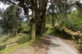 Gunung Irau - on the road back down from the Mossy Forest carpark via the tea plantation (Dan Quinn, January 2019)