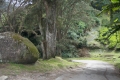 Gunung Irau - on the road back down from the Mossy Forest carpark via the tea plantation (Dan Quinn, January 2019)