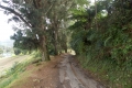 Gunung Irau - on the road back down from the Mossy Forest carpark via the tea plantation (Dan Quinn, January 2019)