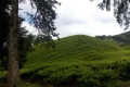 Gunung Irau - on the road back down from the Mossy Forest carpark via the tea plantation (Dan Quinn, January 2019)