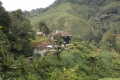 Gunung Irau - on the road back down from the Mossy Forest carpark via the tea plantation (Dan Quinn, January 2019)
