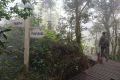 Gunung Irau - Mossy Forest boardwalk (Dan Quinn, July 2024)
