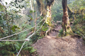 Gunung Irau - On the trail from the Mossy Forest (Dan Quinn, July 2024)