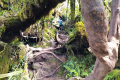Gunung Irau - On the trail from the Mossy Forest (Dan Quinn, July 2024)