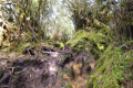 Gunung Irau - On the trail from the Mossy Forest (Dan Quinn, July 2024)