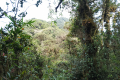 Gunung Irau - Trail beyond Mini Irau (Dan Quinn, July 2024)