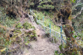 Gunung Irau - Trail beyond Mini Irau (Dan Quinn, July 2024)
