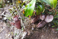Gunung Irau - Pitchers (Dan Quinn, July 2024)