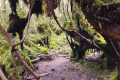 Gunung Irau - The famous Mossy Forest (Dan Quinn, July 2024)