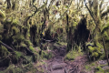 Gunung Irau - The famous Mossy Forest (Dan Quinn, July 2024)