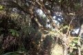DSCN4036
